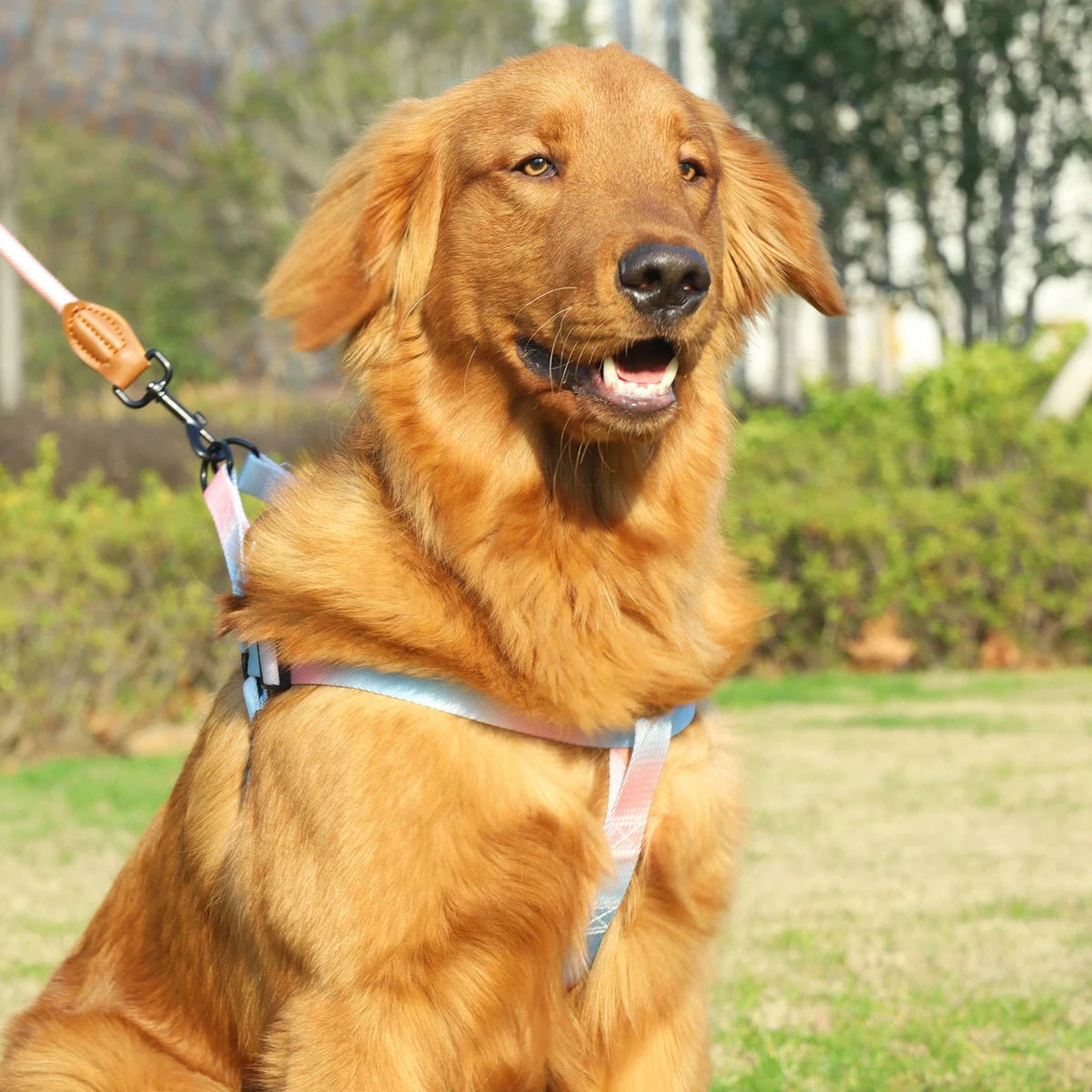 Colorful Pet Harness and Leash Set